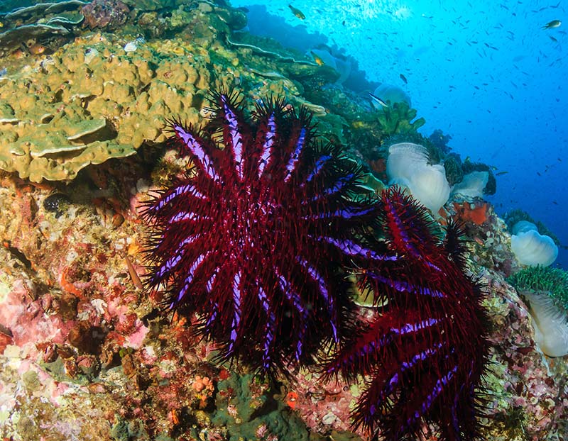 RSP 5 Regional Sustainability Project 