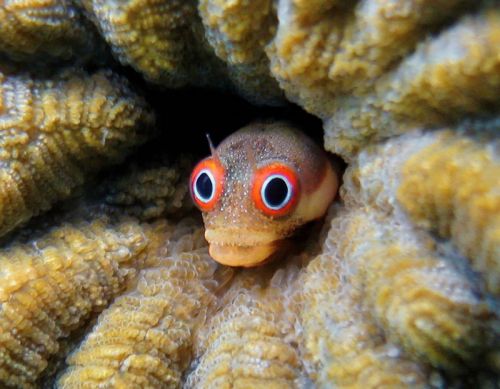 How to optimise monitoring of complex reef systems