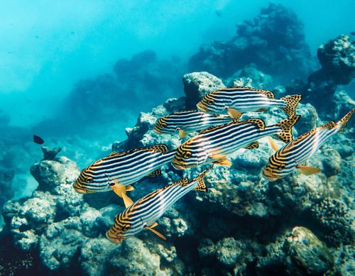 The new way to define a healthy reef