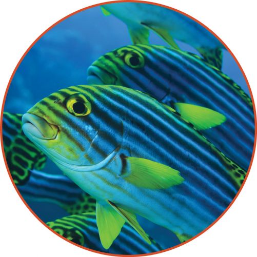 Multidisciplinary Team